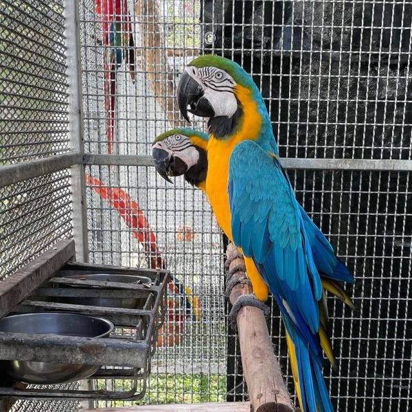 Blue and gold macaws for sale