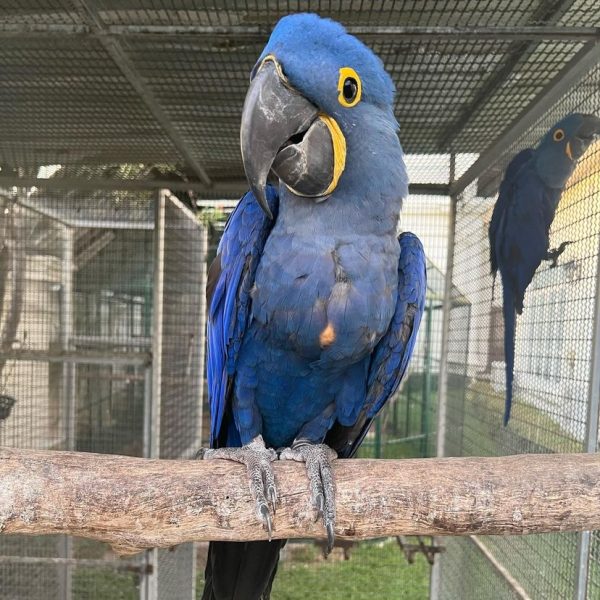 Hyacinth macaws for sale