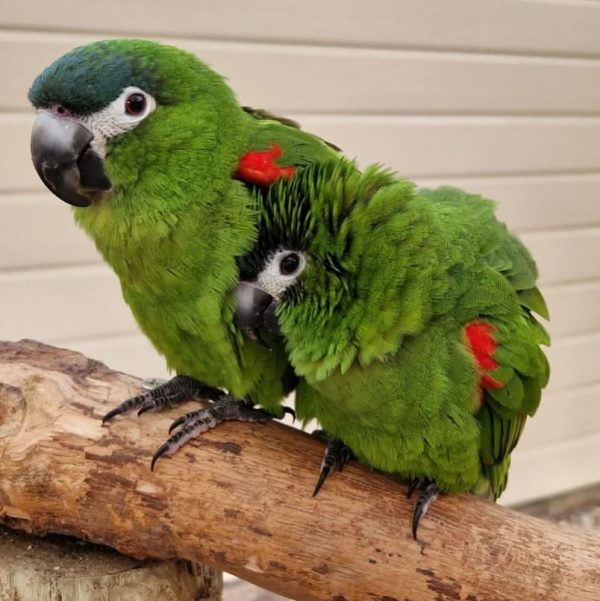hahn's macaws for sale