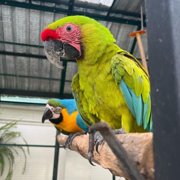 Military macaw for sale