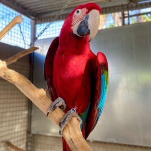 Green winged macaw for sale
