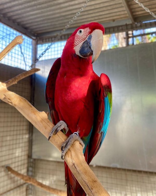 Green winged macaw for sale