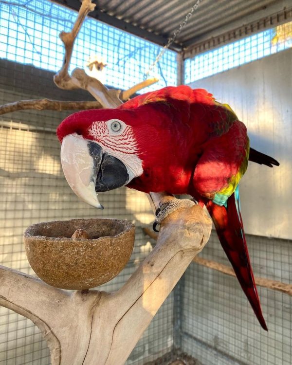 Green winged macaws for sale
