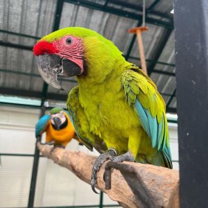 Military macaws for sale