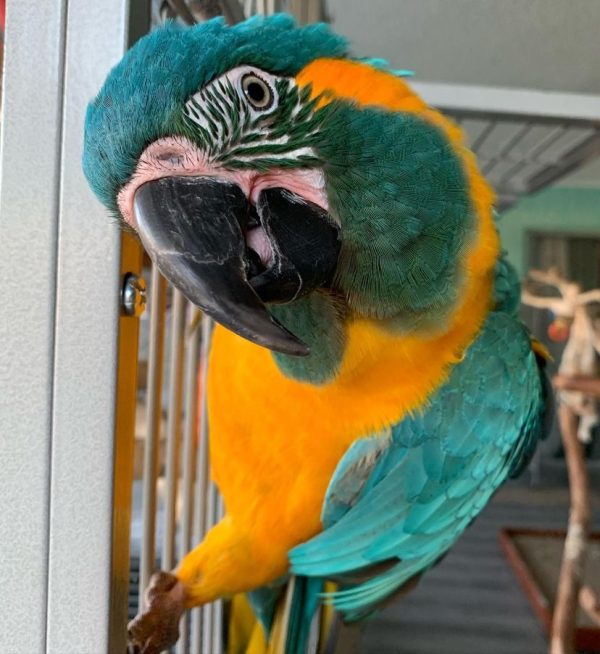 Blue throated macaws for sale