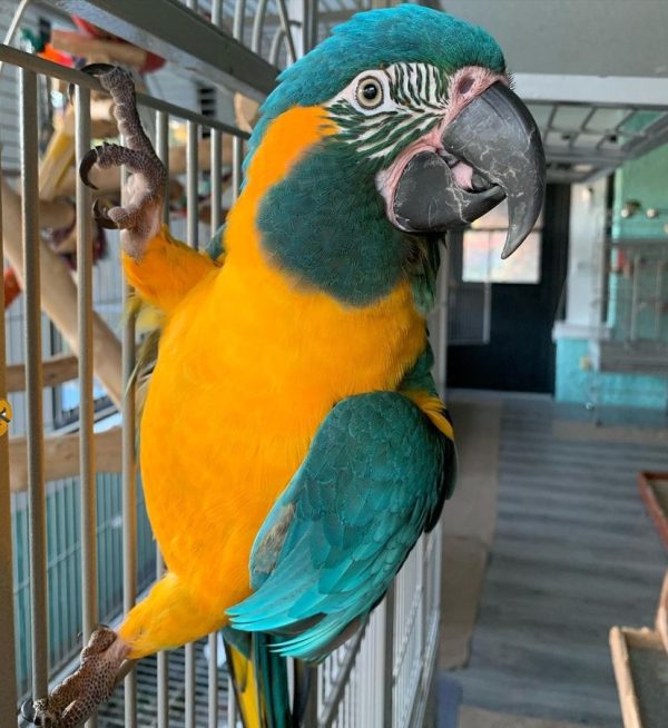Blue throated macaw for sale
